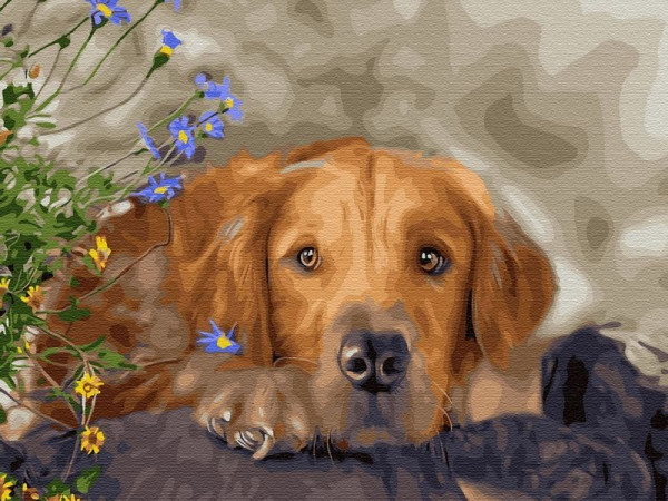 Картина по номерам 40х50 Ретривер (28 цветов)