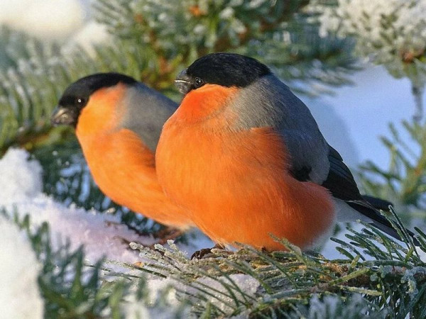 Картина мозаикой 15х20 СНЕГИРИ ЗИМОЙ (12 цветов)