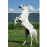 Картина по номерам с цветной схемой на холсте 30х40 Белый конь (19 цветов)