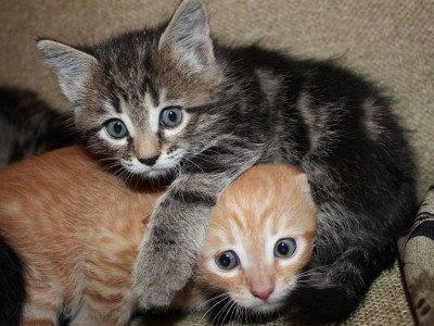 Картина по номерам с цветной схемой на холсте 30х40 МАЛЫШИ (19 цветов)