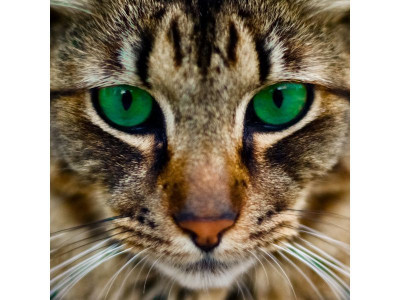 Картины мозаикой 30х30 БЕНГАЛЬСКАЯ КОШКА (15 цветов)