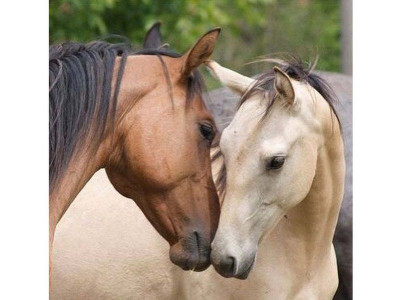 Картина по номерам 30х30 Знакомство (20 цветов)