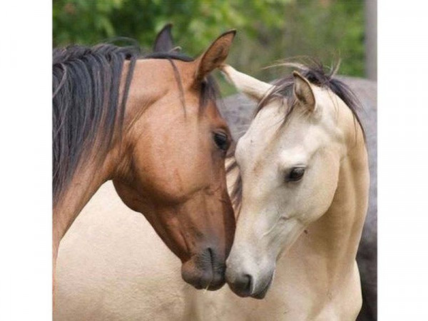 Картина по номерам 30х30 Знакомство (20 цветов)