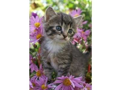 Картина по номерам с цветной схемой на холсте 30х40 Серый котенок (18 цветов)